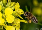 Biene beim Honigsammeln an einer Wegrauke